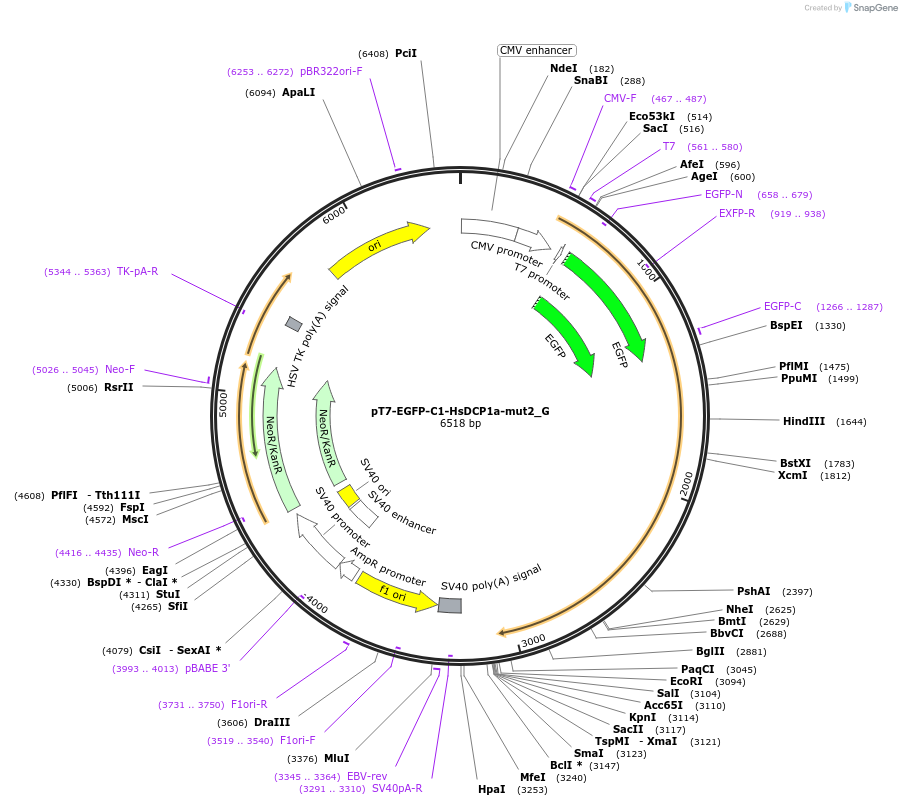146416-plasmid-map-sequence-id-288861