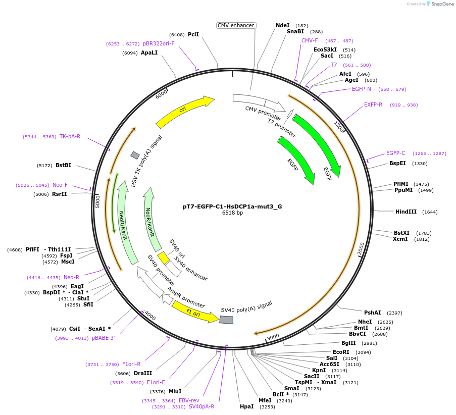 146417-plasmid-map-sequence-id-288862