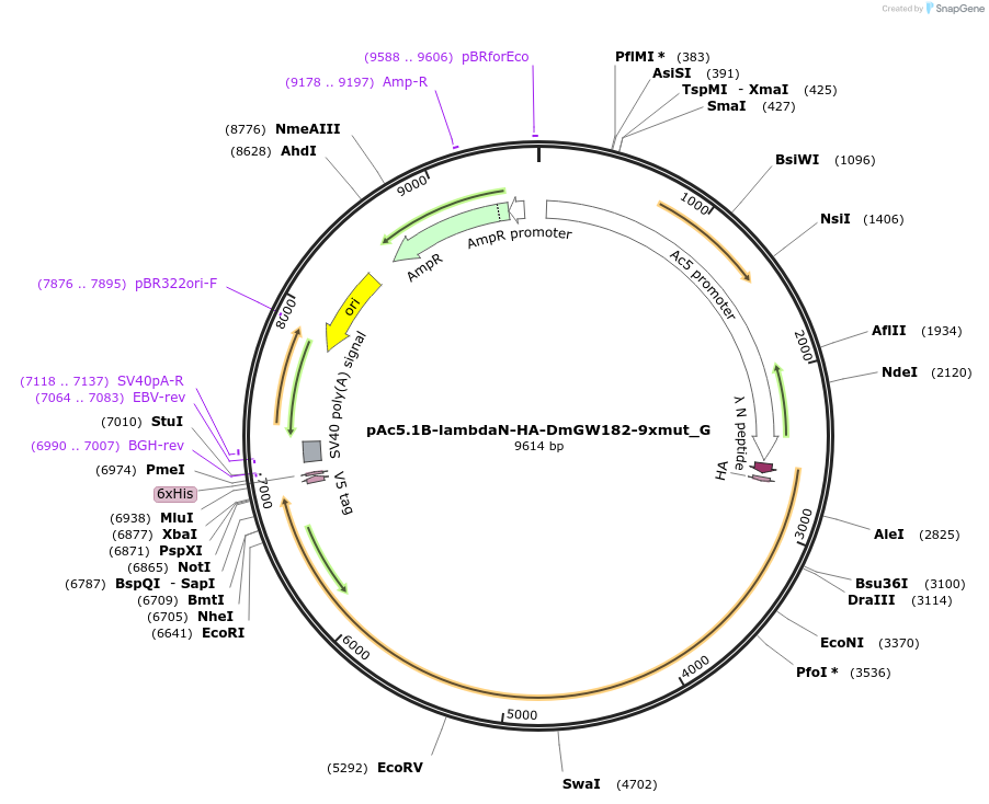 146427-plasmid-map-sequence-id-288872