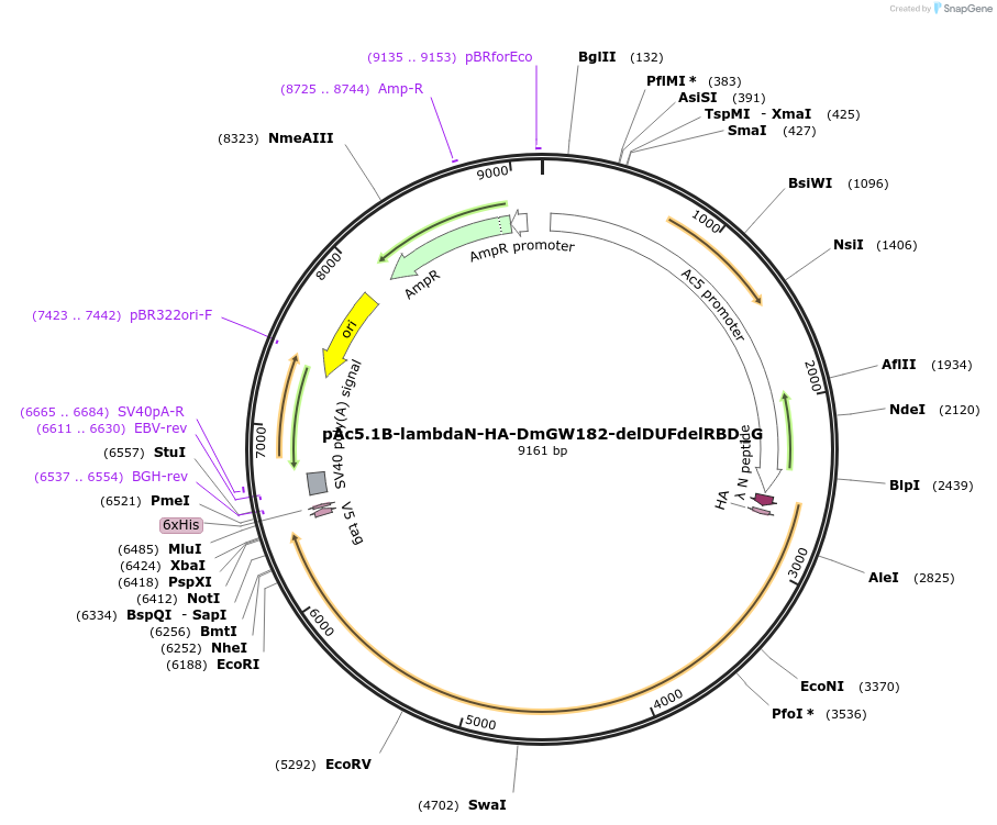146430-plasmid-map-sequence-id-288875