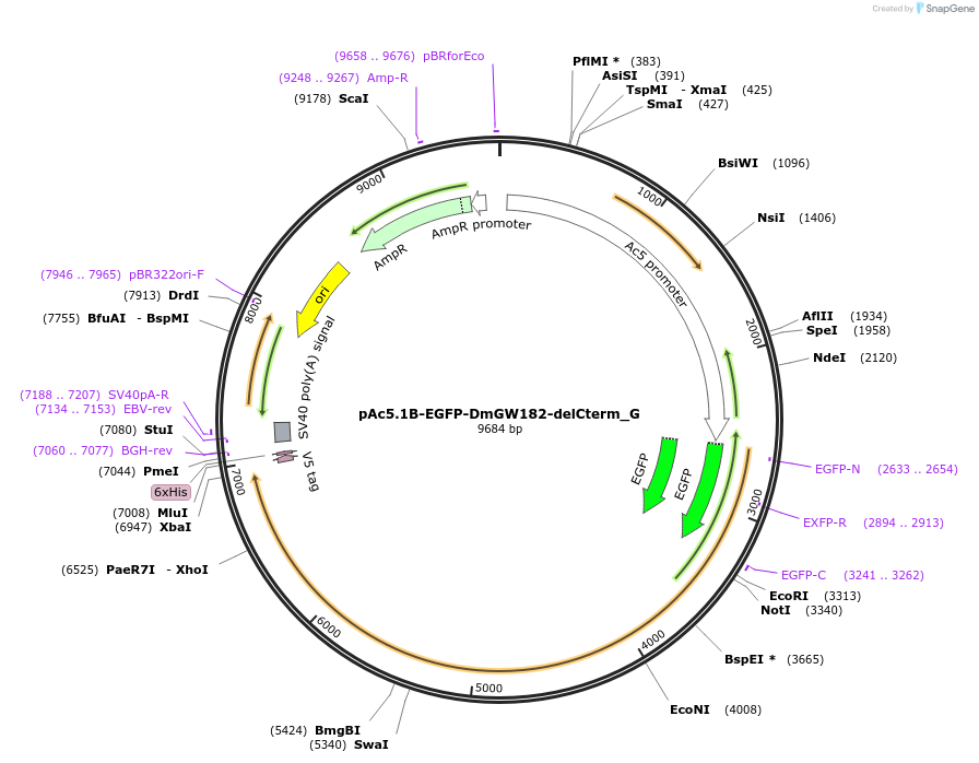 146433-plasmid-map-sequence-id-288878
