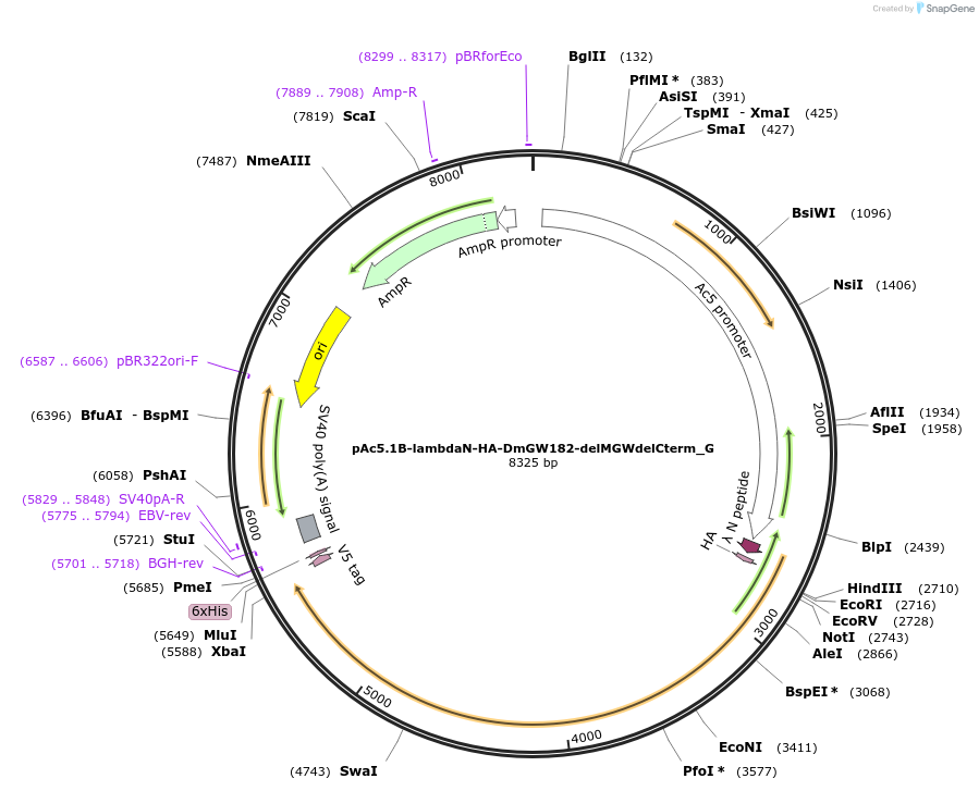 146435-plasmid-map-sequence-id-288880