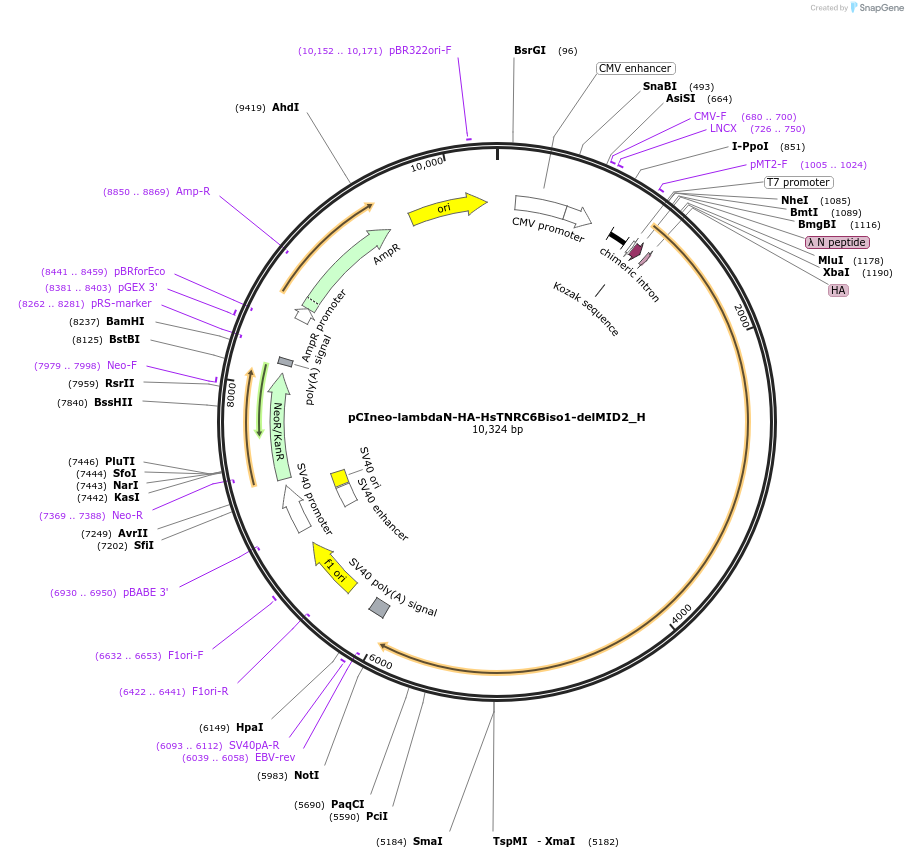 146443-plasmid-map-sequence-id-288888