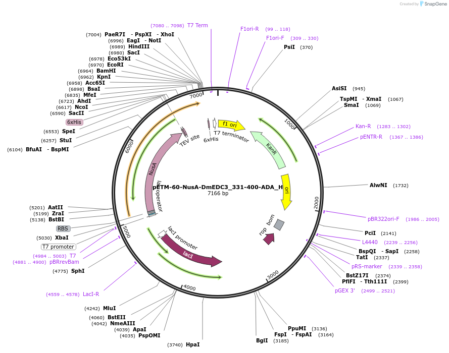 146447-plasmid-map-sequence-id-288892