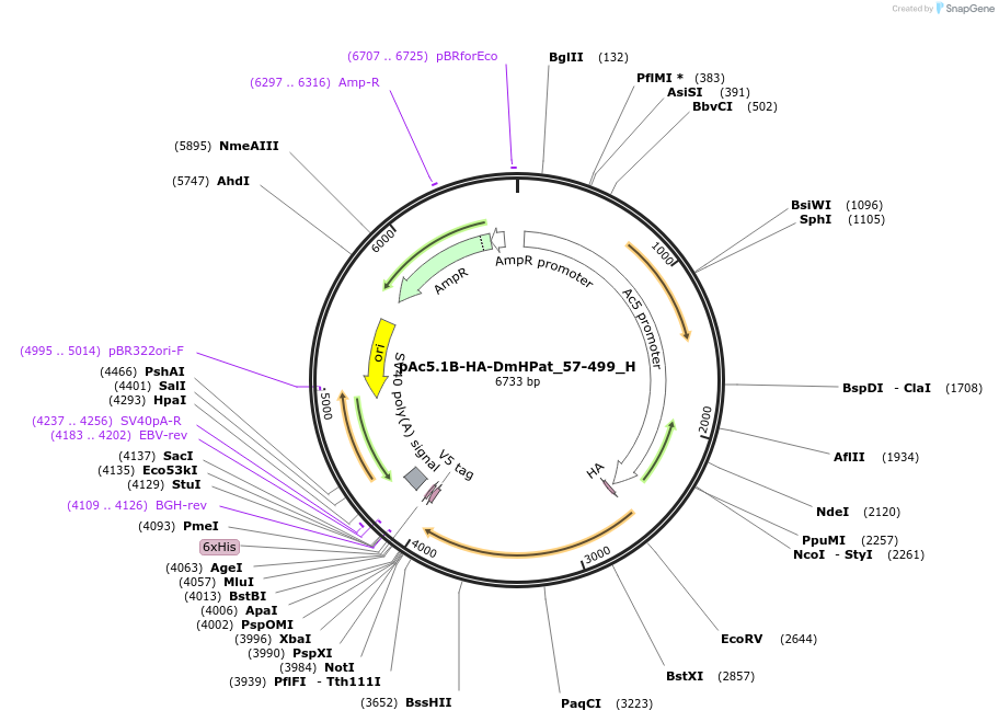 146463-plasmid-map-sequence-id-288908
