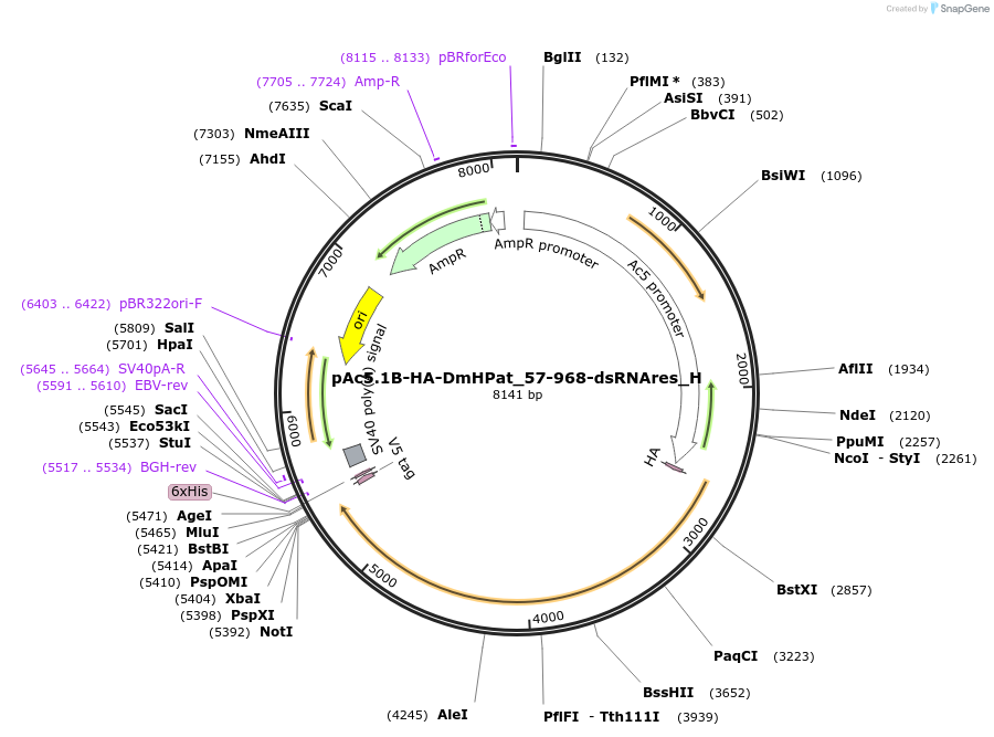 146464-plasmid-map-sequence-id-288909