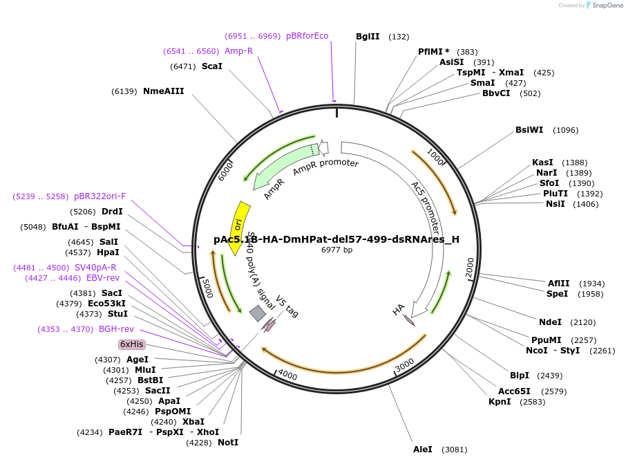 146465-plasmid-map-sequence-id-288910