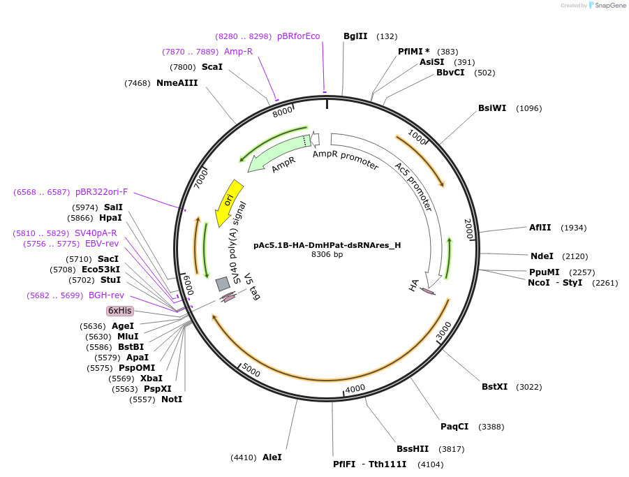 146467-plasmid-map-sequence-id-288912