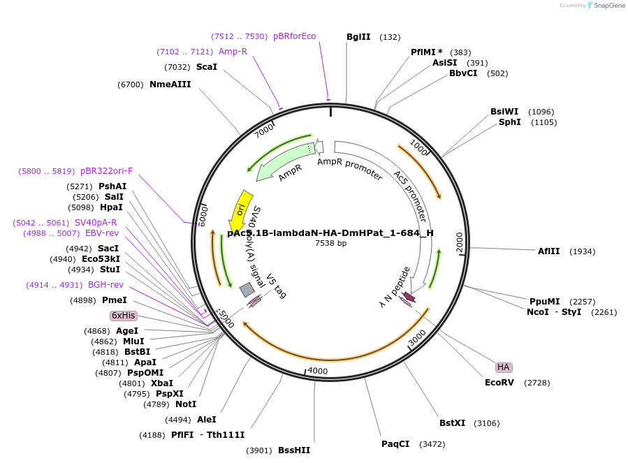 146468-plasmid-map-sequence-id-288913