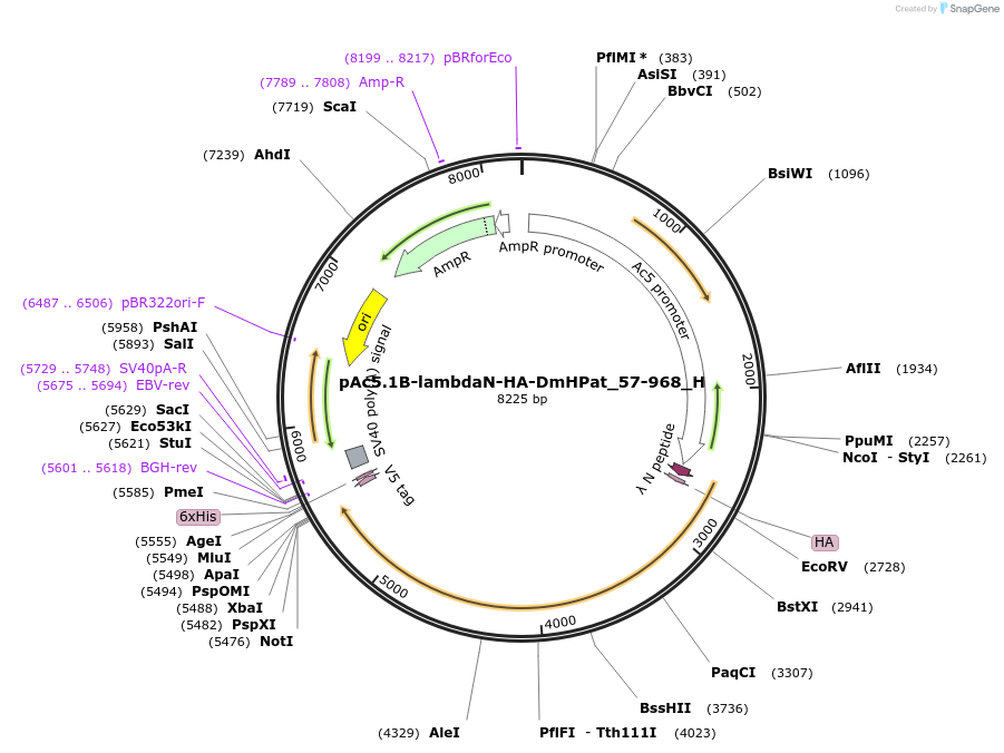 146469-plasmid-map-sequence-id-288914