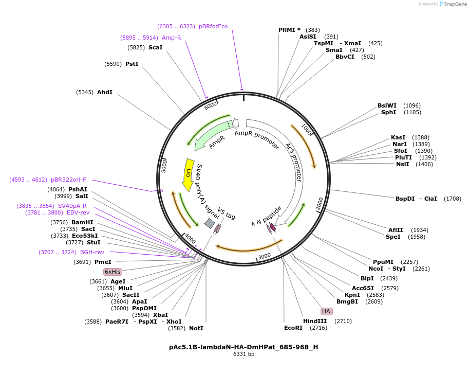 146471-plasmid-map-sequence-id-288916