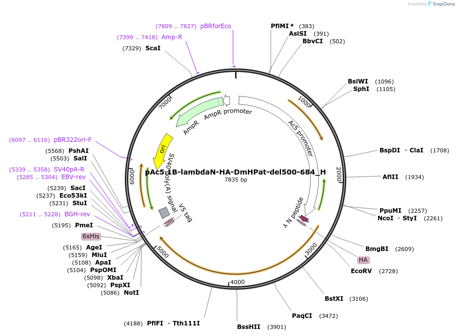 146473-plasmid-map-sequence-id-288918