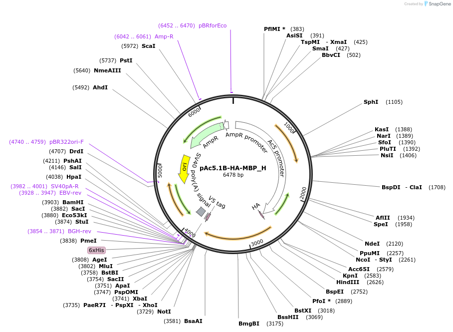 146486-plasmid-map-sequence-id-288931