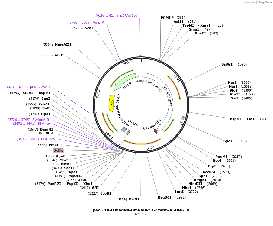 146488-plasmid-map-sequence-id-288933