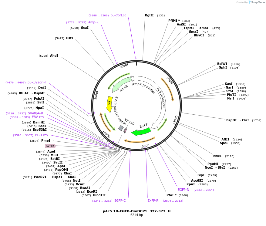 146500-plasmid-map-sequence-id-288946