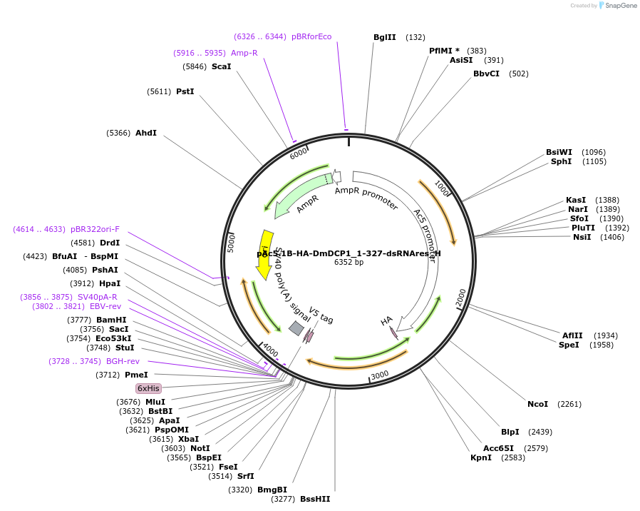 146501-plasmid-map-sequence-id-288947