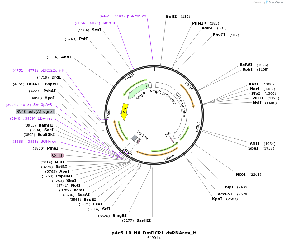 146502-plasmid-map-sequence-id-288948