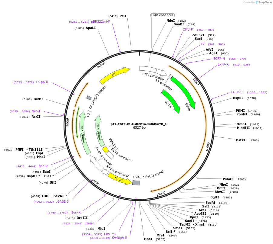 146506-plasmid-map-sequence-id-288952