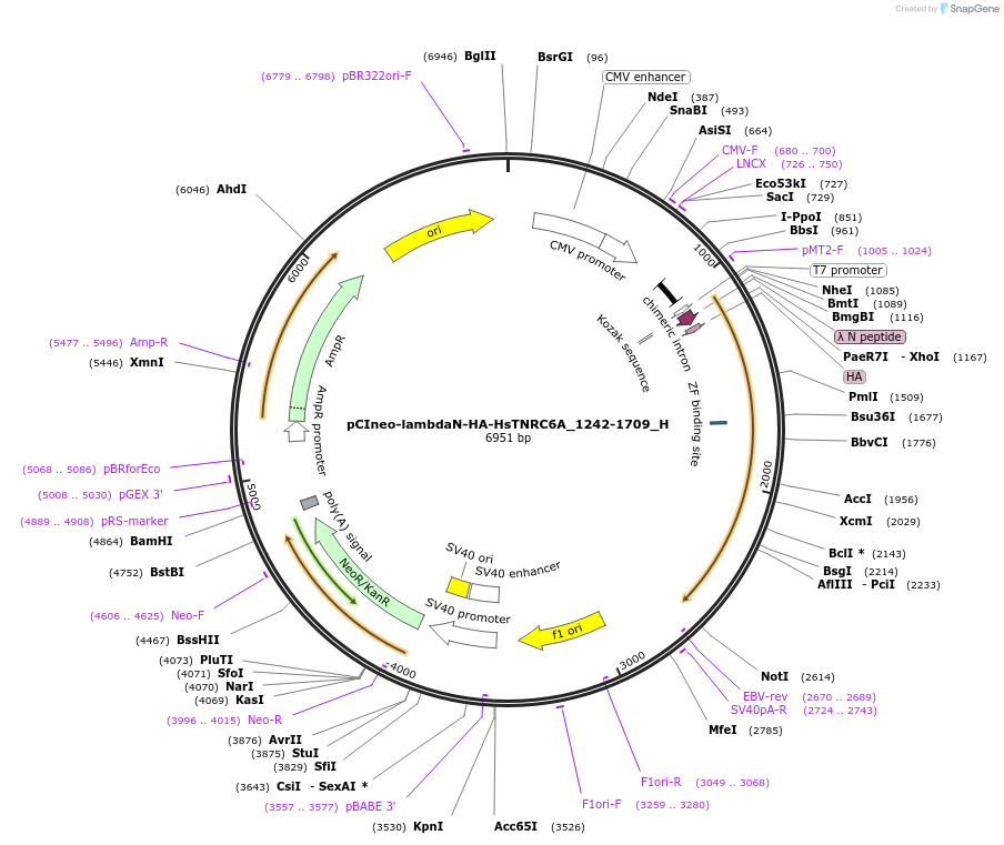 146508-plasmid-map-sequence-id-288954