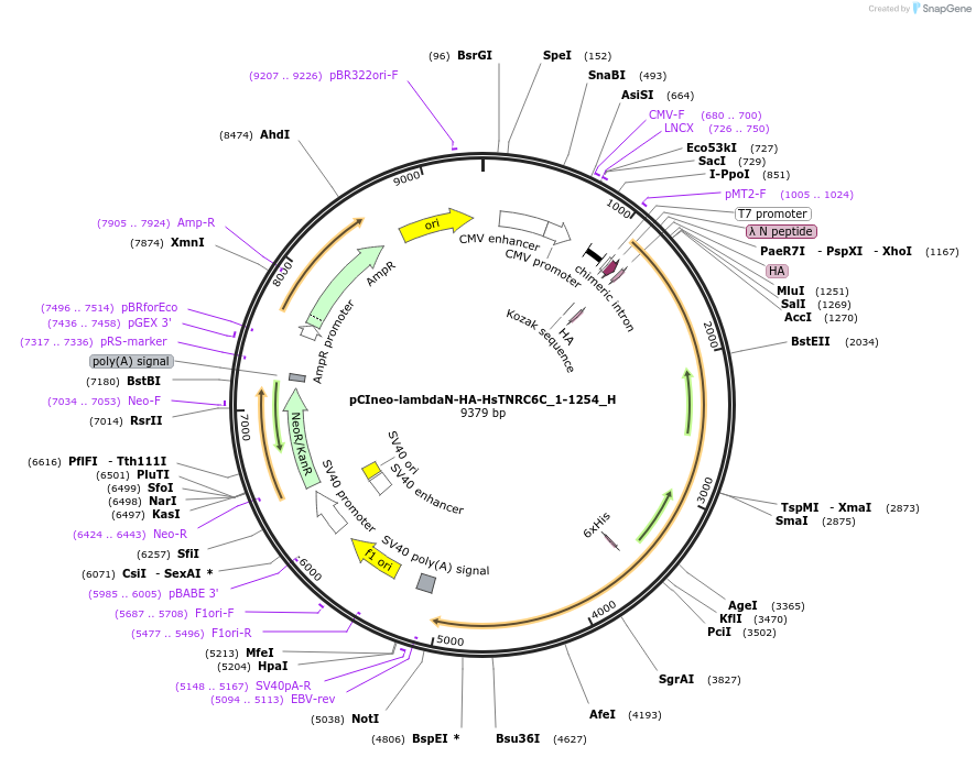 146511-plasmid-map-sequence-id-288957