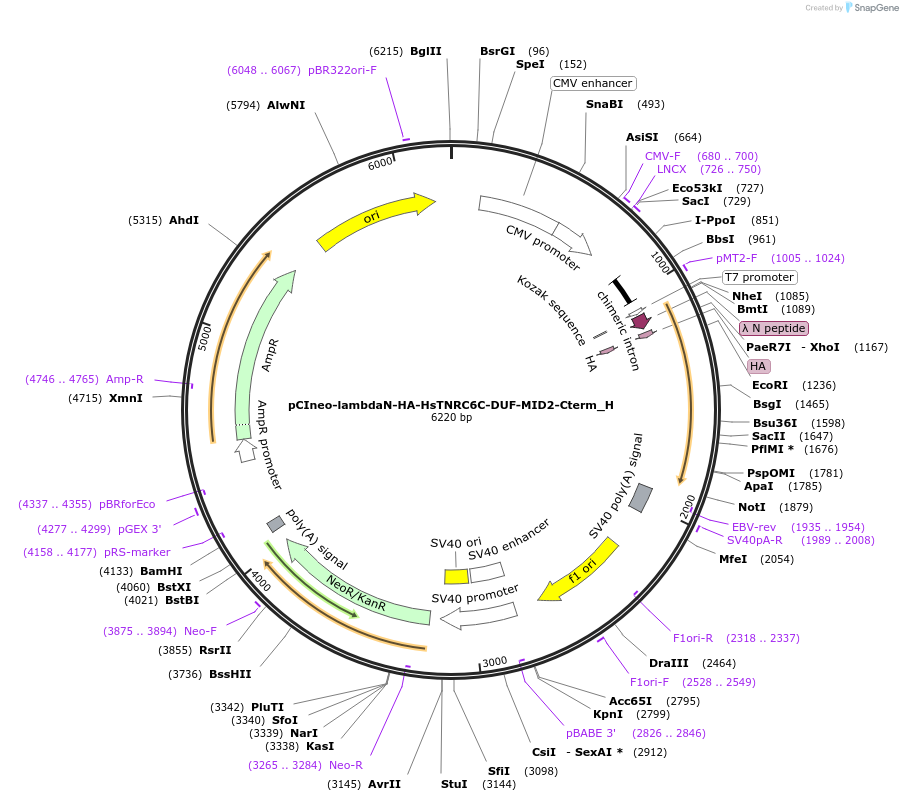 146513-plasmid-map-sequence-id-288959