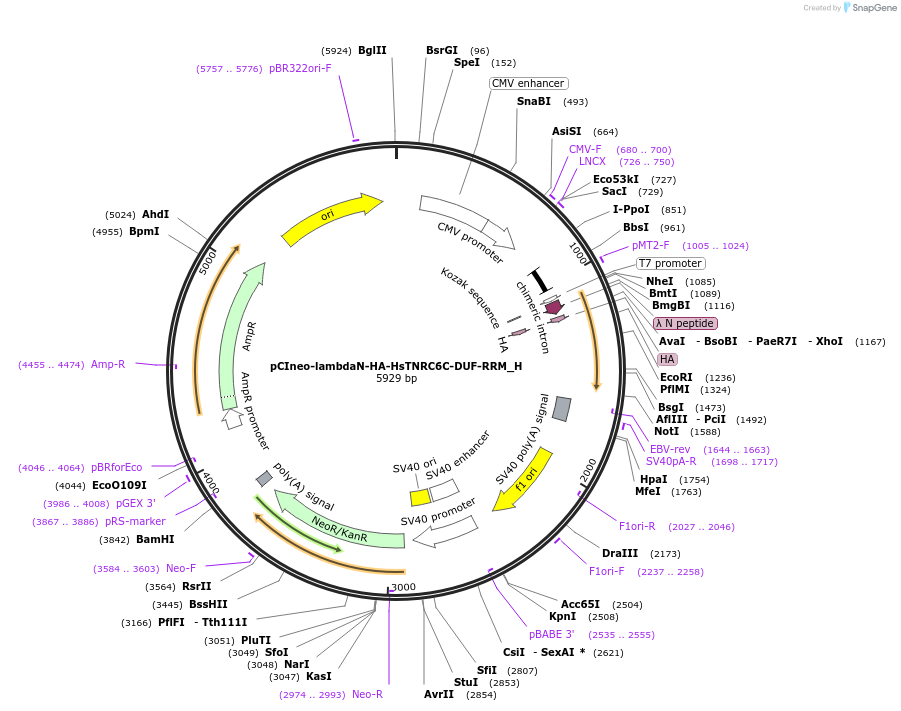 146515-plasmid-map-sequence-id-288961