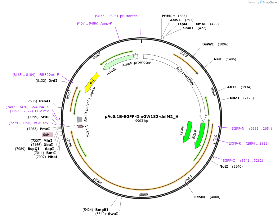 146521-plasmid-map-sequence-id-288967