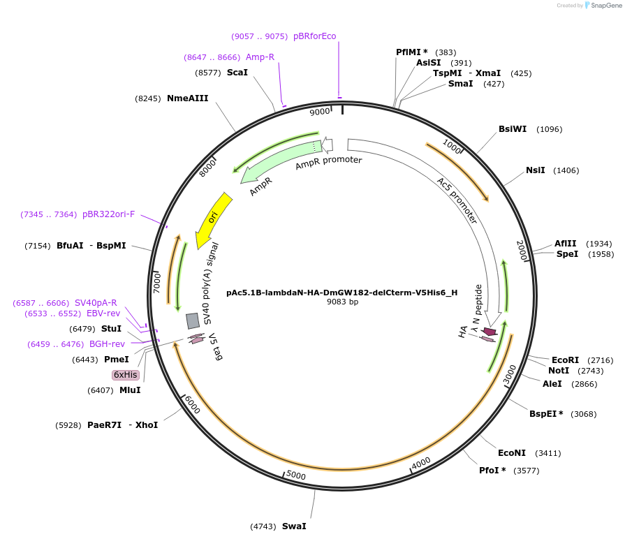 146522-plasmid-map-sequence-id-288968
