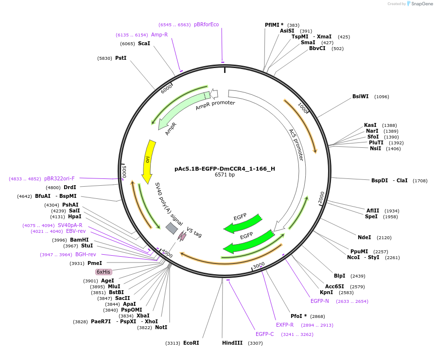 146524-plasmid-map-sequence-id-288970