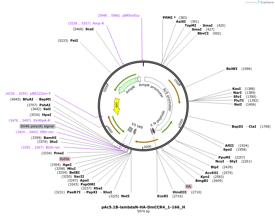 146525-plasmid-map-sequence-id-288971