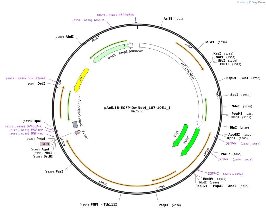 146527-plasmid-map-sequence-id-288973