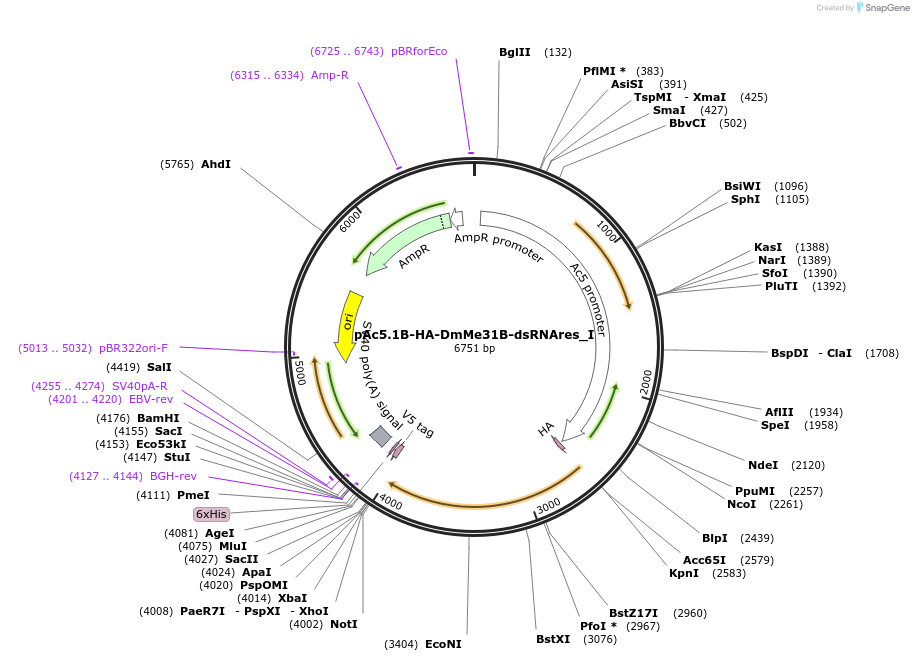146528-plasmid-map-sequence-id-288974