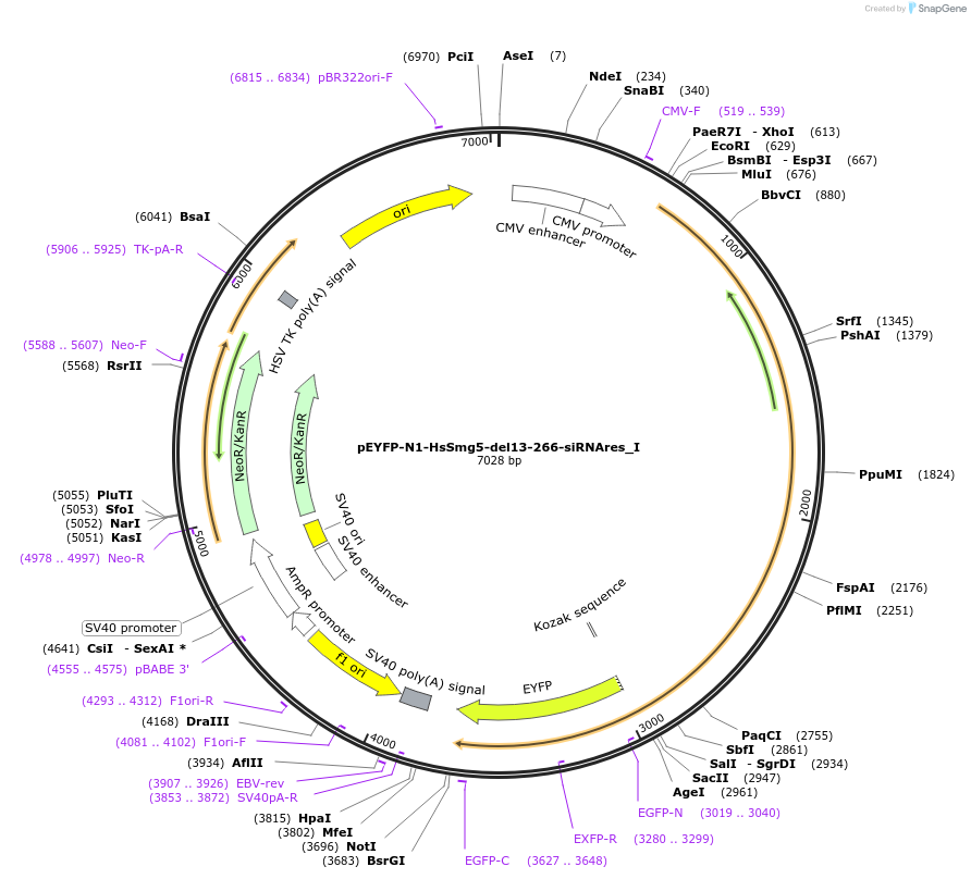 146537-plasmid-map-sequence-id-288983