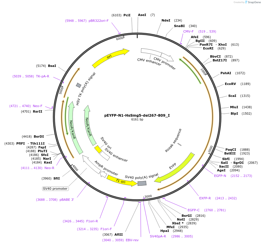 146538-plasmid-map-sequence-id-288984