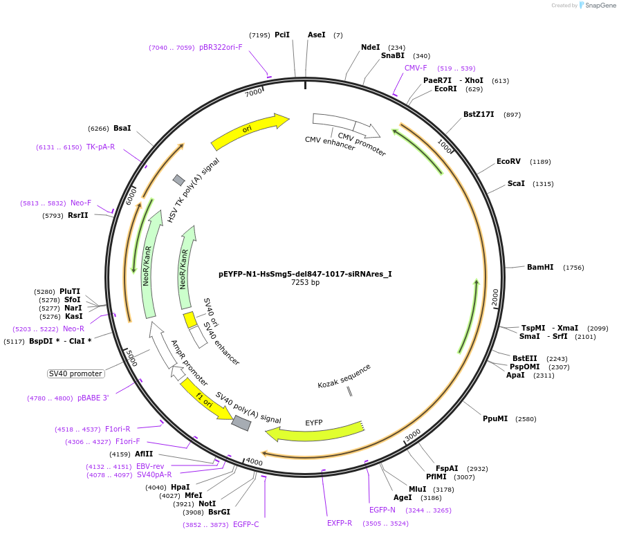 146540-plasmid-map-sequence-id-288986