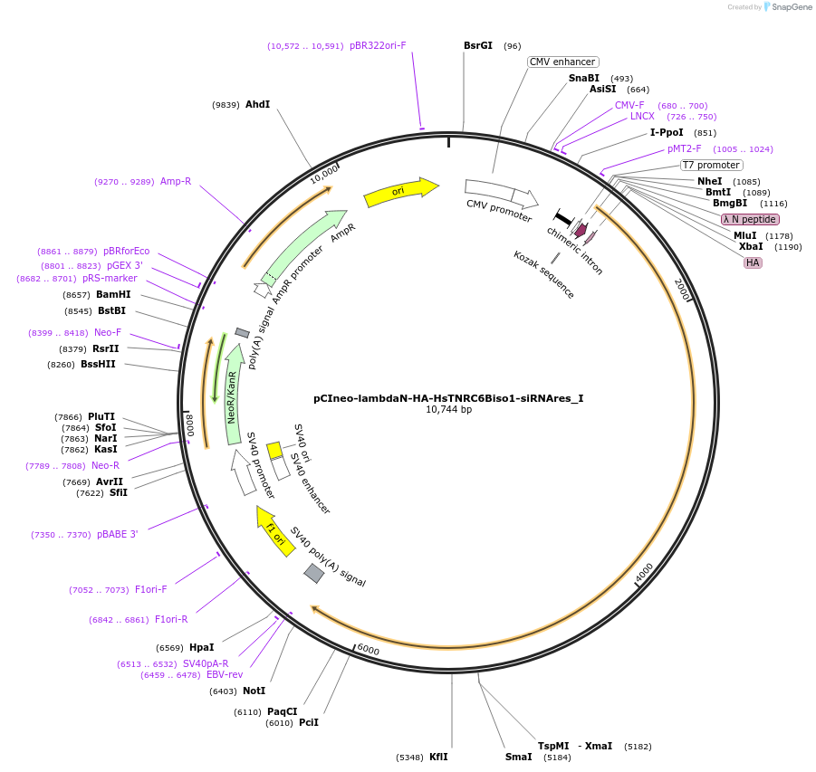 146543-plasmid-map-sequence-id-288989
