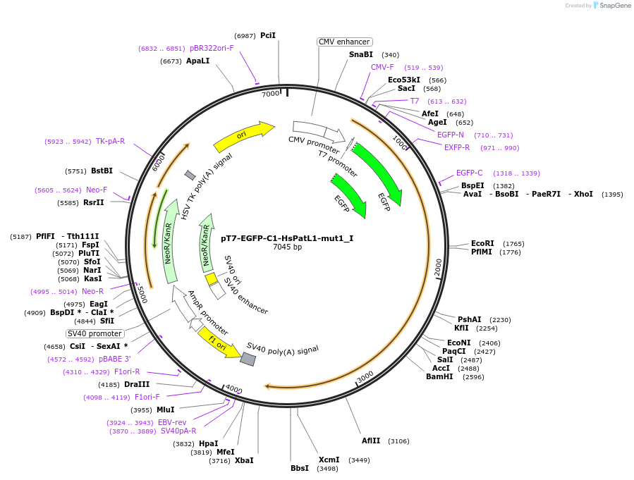 146548-plasmid-map-sequence-id-288994