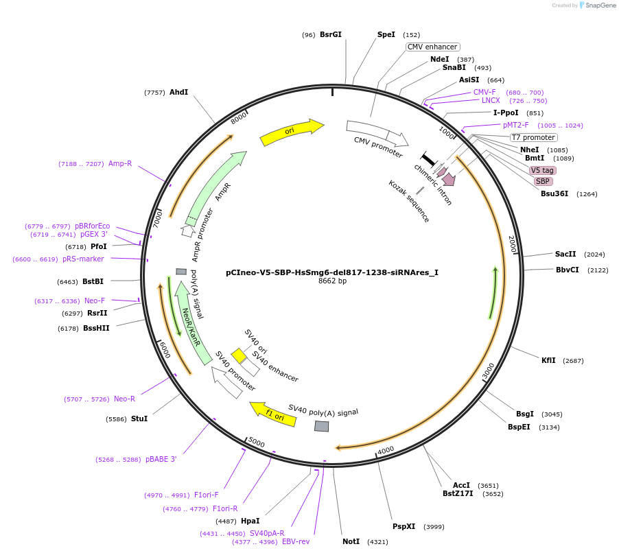 146555-plasmid-map-sequence-id-289001