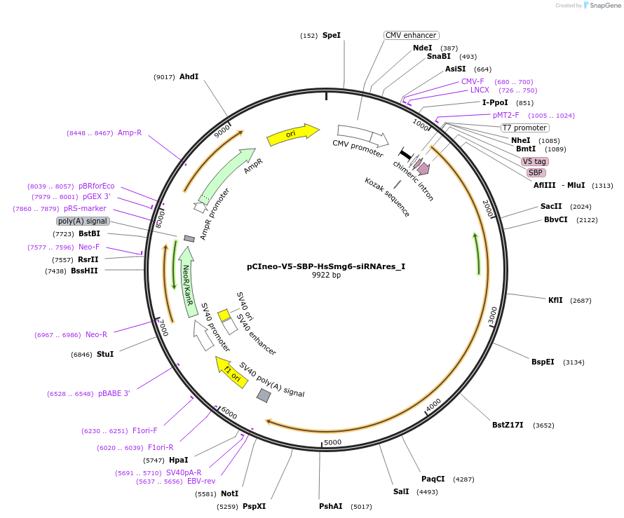 146556-plasmid-map-sequence-id-289002
