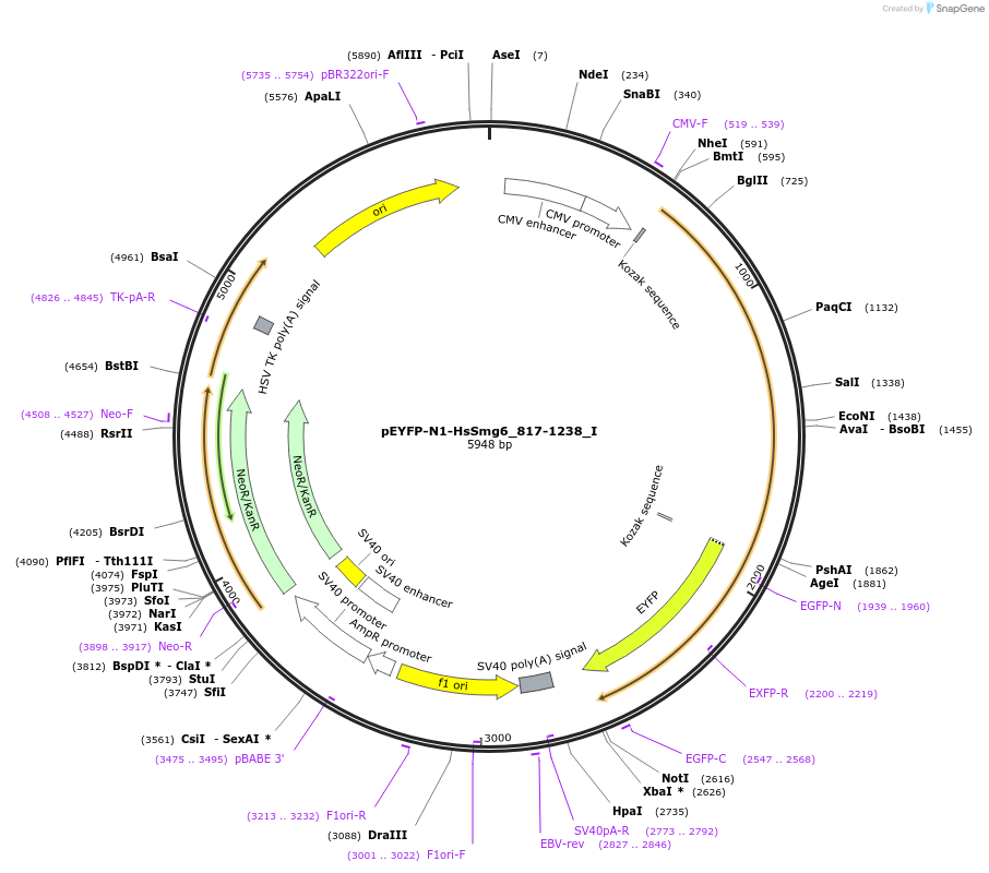 146560-plasmid-map-sequence-id-289006
