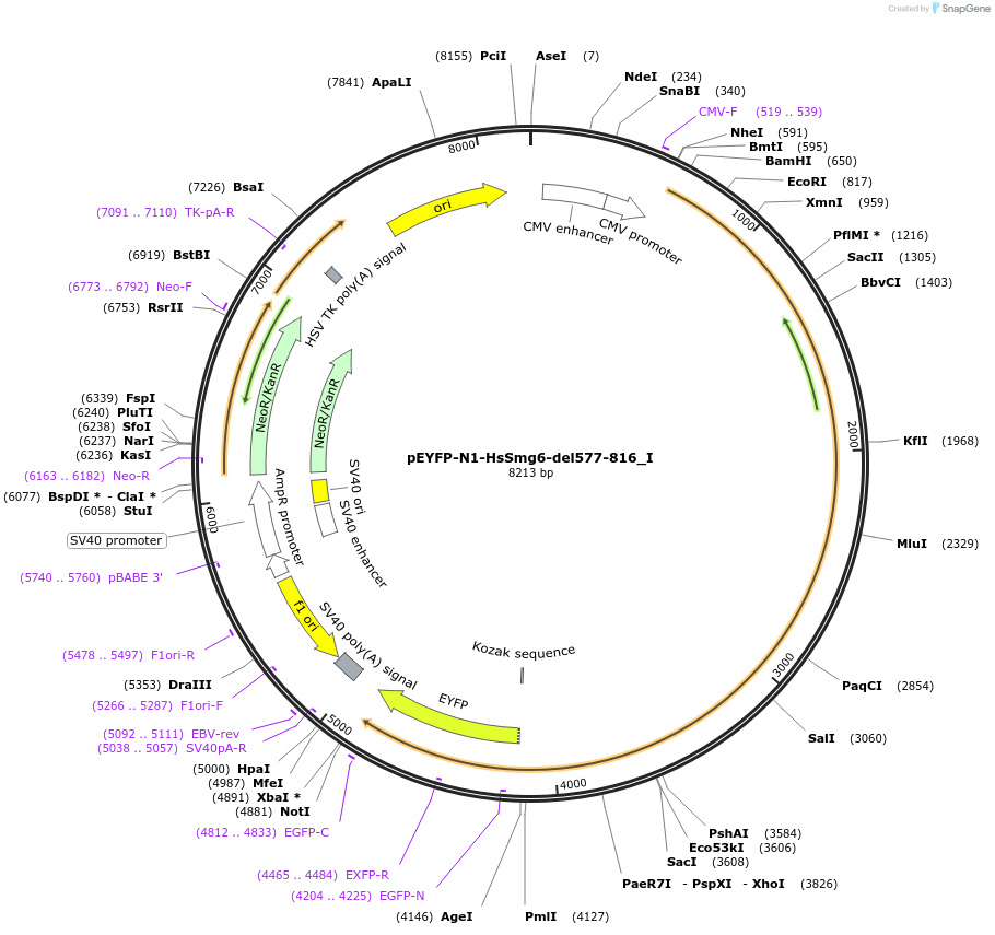 146563-plasmid-map-sequence-id-289009
