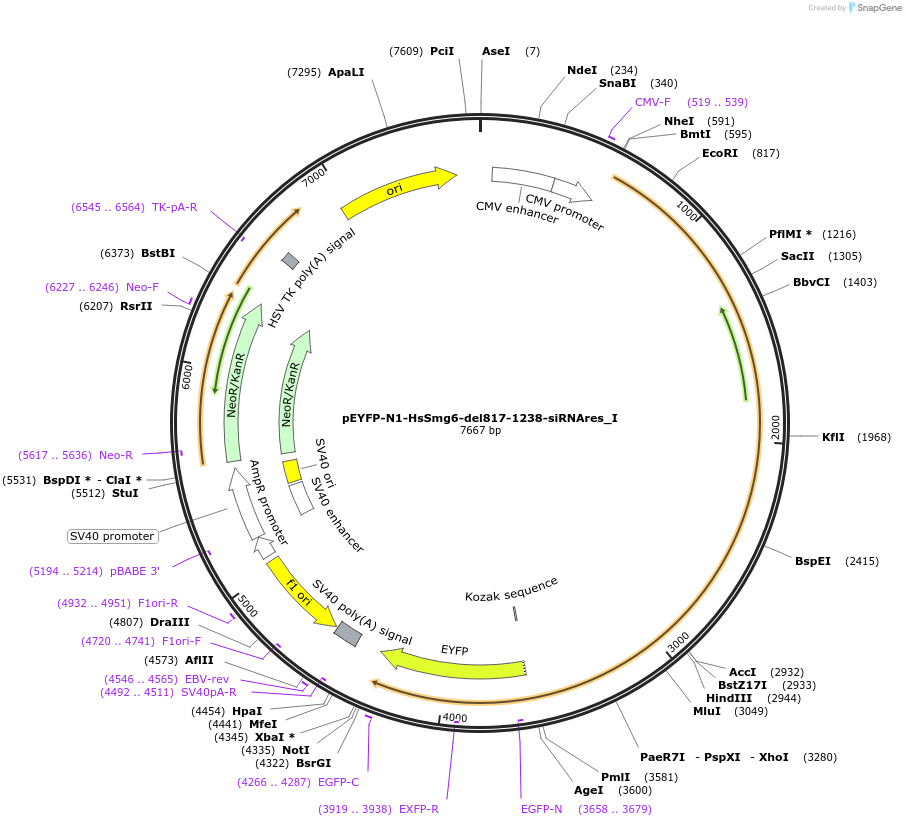 146564-plasmid-map-sequence-id-289010