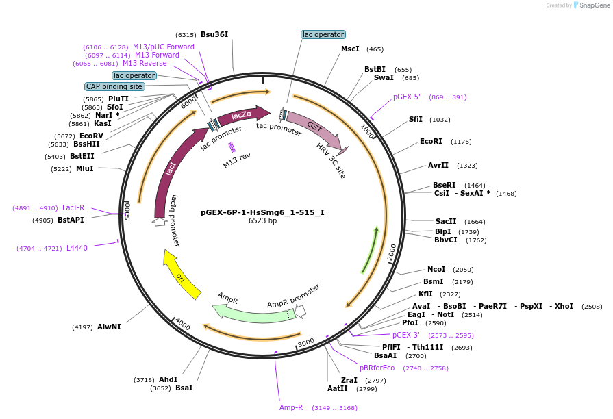 146566-plasmid-map-sequence-id-289012