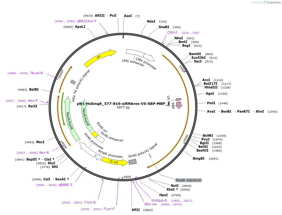 146570-plasmid-map-sequence-id-289016