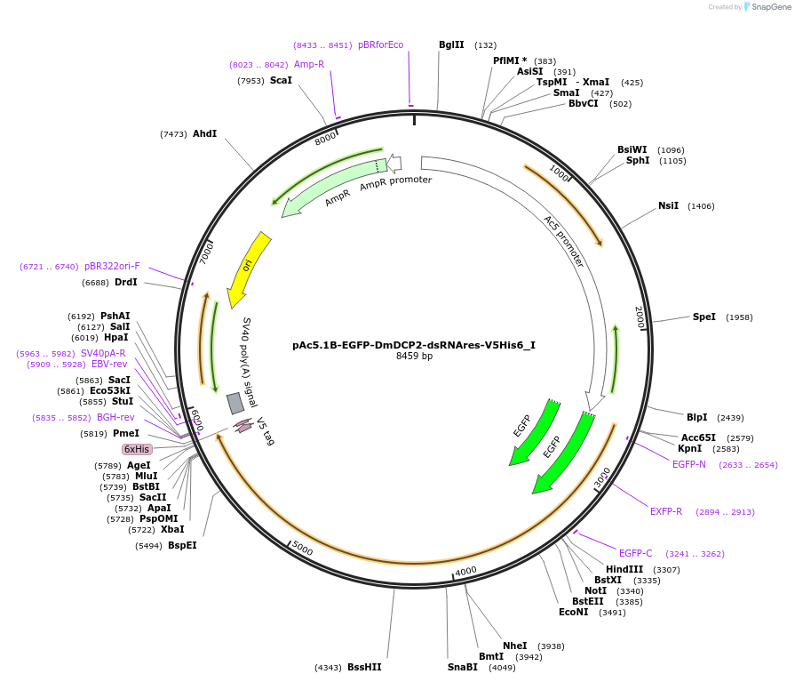 146585-plasmid-map-sequence-id-289031