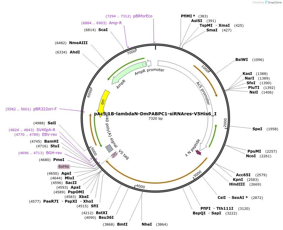 146586-plasmid-map-sequence-id-289032