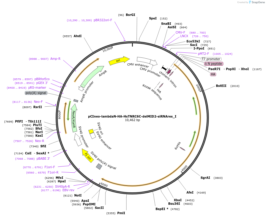 146599-plasmid-map-sequence-id-289045