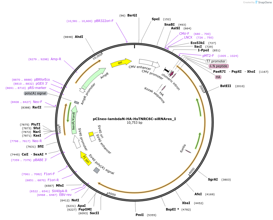 146602-plasmid-map-sequence-id-289048