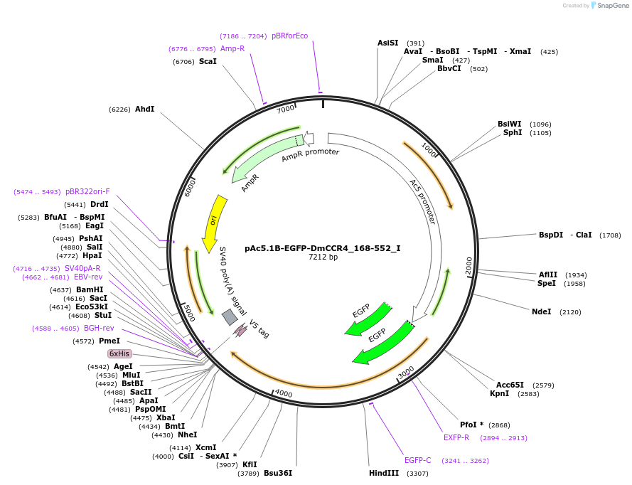 146603-plasmid-map-sequence-id-289049