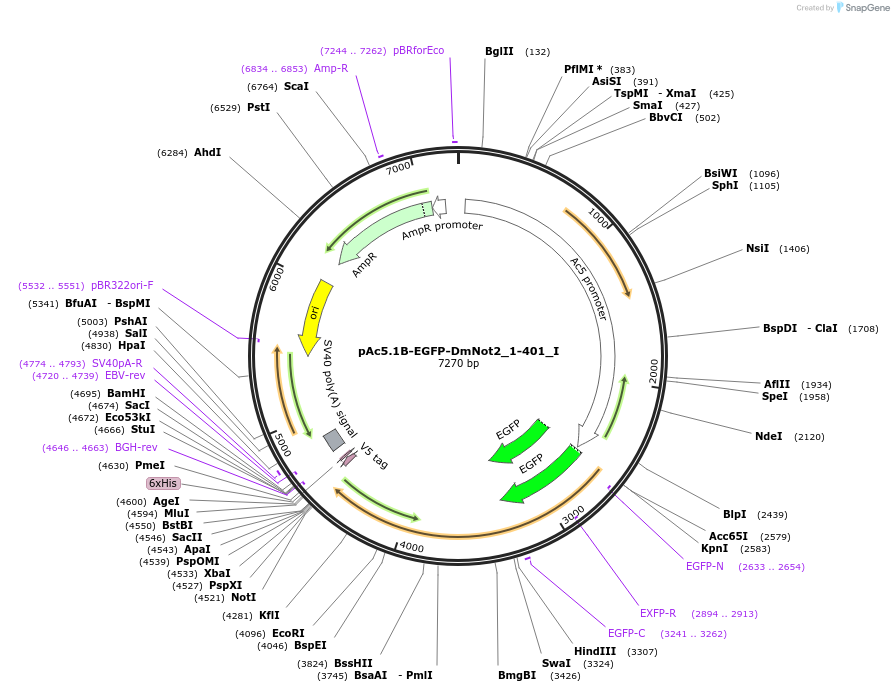 146607-plasmid-map-sequence-id-289053